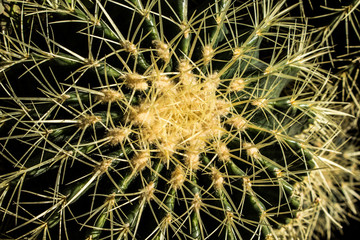 Closeup of the top of a Barrel Cactus