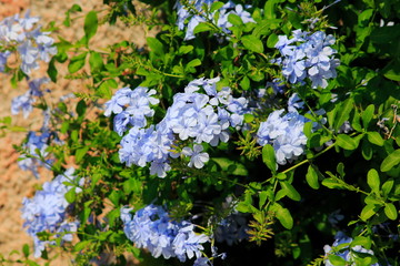 Phlox  Staude, Flammenblume, Blüten in einem zarten Blau, lila, im Garten