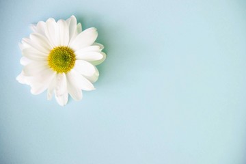 Obraz premium Macro top view on chamomile flower, copy space. One flower of white chrysanthemum is on a blue background