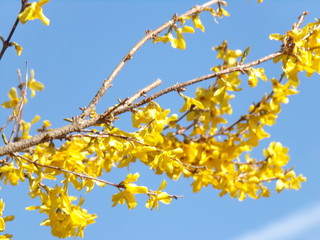 Forsythia