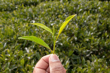 Fototapeta na wymiar Hand holding fresh tea leaves at Tea plantation