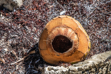 Noix de coco sur la plage