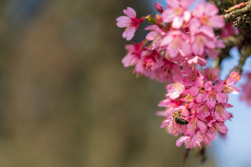 blühender Baum mit Biene