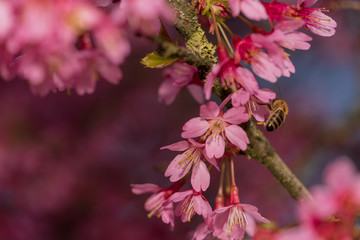 blühender Baum mit Biene
