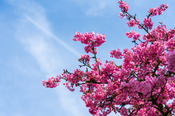 Baum im Frühling bei voller Blühte