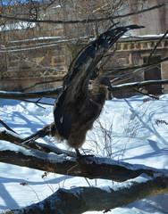 Baby Andean condor Vultur gryphus is a South American bird in the New World vulture family...
