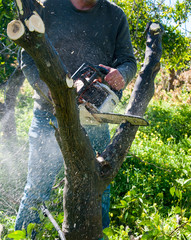 A farmer cutting an orange tree to prepare it for a new graft