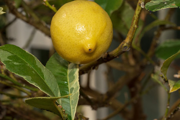 Zitrone am Zitronenbaum