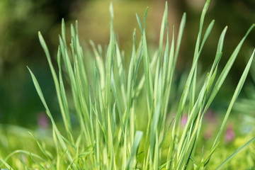 saftiges grünes frisches Gras im Frühling bei Sonnenschein