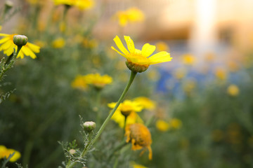 Obraz premium Colorful Flowers