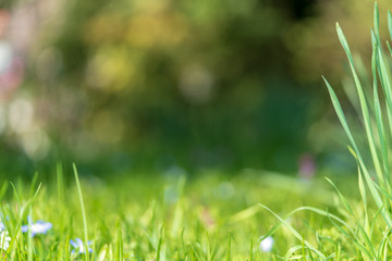 saftiges grünes frisches Gras im Frühling bei Sonnenschein