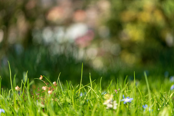 saftiges grünes frisches Gras im Frühling bei Sonnenschein