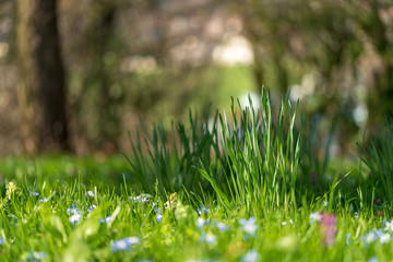 saftiges grünes frisches Gras im Frühling bei Sonnenschein