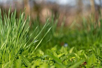 saftiges grünes frisches Gras im Frühling bei Sonnenschein