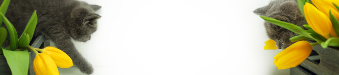 Funny gray kitten and yellow tulips. Selective focus, copy space. Banner