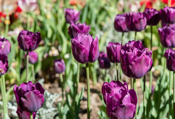 Gorgeous purple tulips in springtime, Southern California