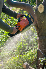 A farmer cutting an orange tree to prepare it for a new graft