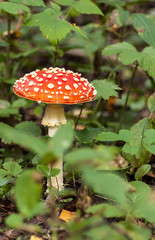 red fly agaric