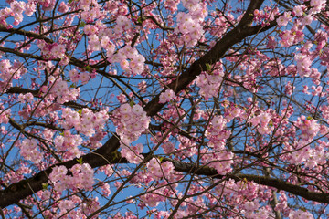 Baum im Frühling bei voller Blühte