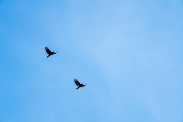 Zwei Vögel am Himmel