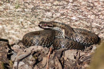 close up of a rattlesnake