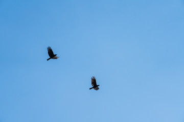 Zwei Vögel am Himmel
