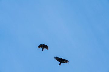 Zwei Vögel am Himmel