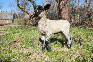Obraz premium goat on a meadow
