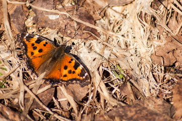 butterfly on a flower