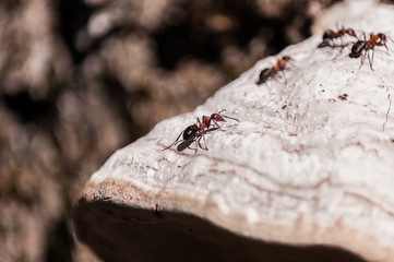 ant on a tree