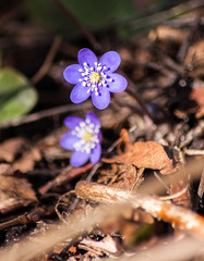 flowers in the forest