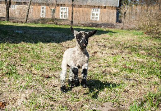 sheep on a farm