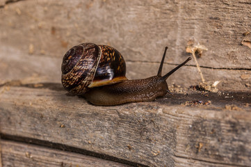 snail on a stone - 258615919