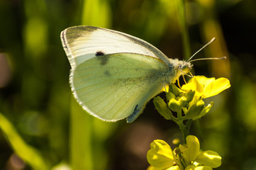 butterfly on a flower - 258615956