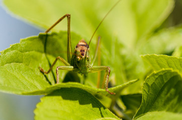 grasshopper on a leaf - 258615969