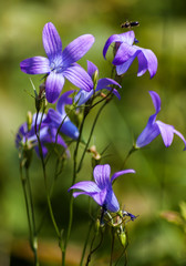 blue iris flower - 258615984