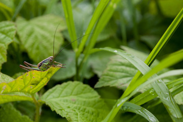 grasshopper on a leaf - 258615997