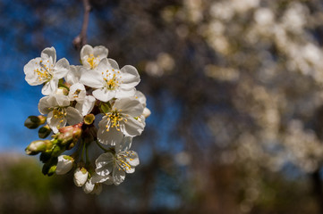 tree blossom - 258616104
