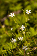 white flowers - 258616135