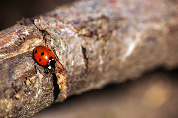 ladybird on a branch - 258616137