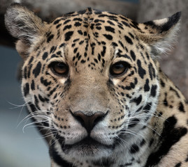 Jaguar is a cat, a feline in the Panthera genus only extant Panthera species native to the...