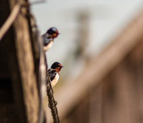 bird on a fence - 258616147