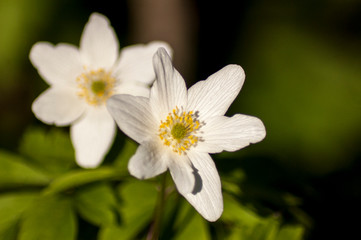 close up of white flower - 258616310