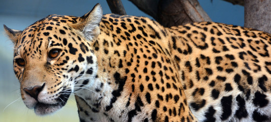 Jaguar is a cat, a feline in the Panthera genus only extant Panthera species native to the Americas. Jaguar is the third-largest feline after the tiger and lion, and the largest in the Americas. © Daniel Meunier