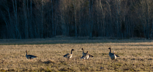 Obraz na płótnie Canvas country geese in the field