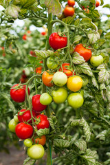 tomato greenhouse  cultivated field