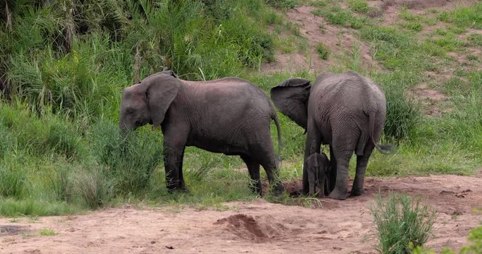 baby elephant with his family in the savannah, park kruger south africa