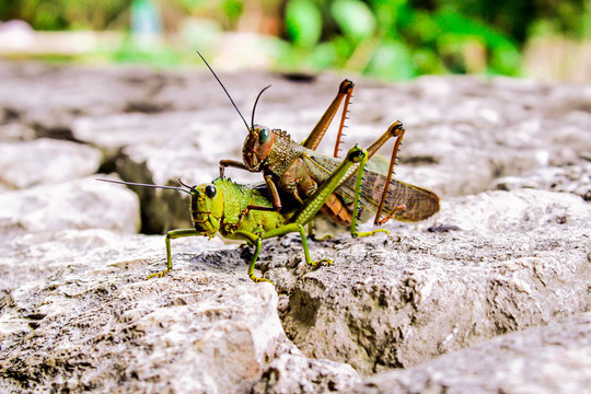 Saltamontes