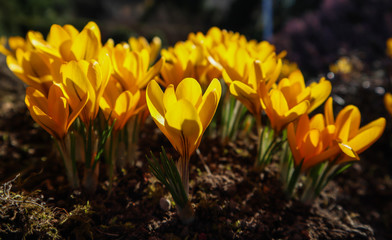 Spring in my garden. The first flowers, yellow crocuses on a sunny day