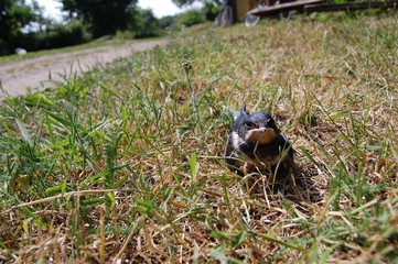 swallow sitting on grass